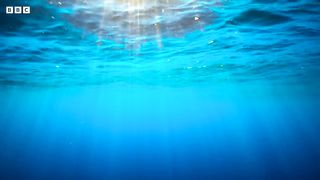 The Deadly Portuguese Man O' War ｜ 4KUHD ｜  Blue Planet II ｜ BBC Earth