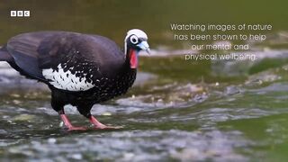 Sounds Of The Rainforest ｜ Relax With Nature ｜ The Wild Place ｜ BBC Earth