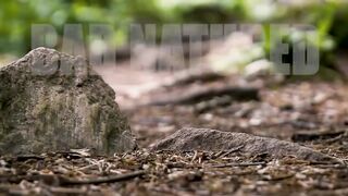 Mind-Controlling Cordyceps Turn Insects into Zombies ｜ Bad Natured ｜ BBC Earth