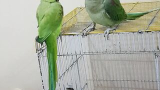 Cute Parrots
