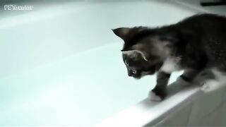 When The Cats Faced With Water Funny Cats Video