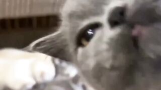 Cats funny
