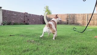 Show motivation video of dog playing