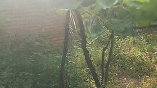 Veja a plantação de uvas