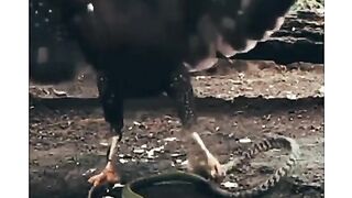 Eagle hunting to snacks