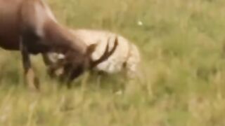 Lion Hunting a deer | Lion vs Deer