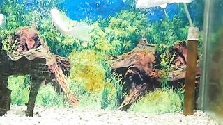 Karachi Gardan kay beautifull fish manazir