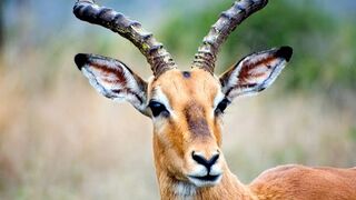 Impala fighting