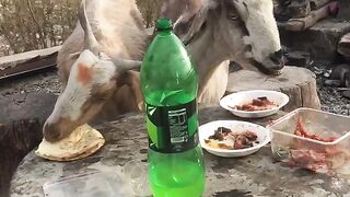Goats eating lunch ????????????