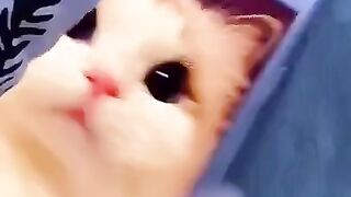 Funny cats doing cat things 2021!!
