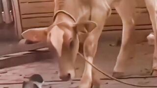 funny and strong cat???????? legend cat????????
