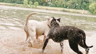Two Dogs Fighting Video|White vs Black Dogs Fighting 2023