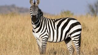 Zebras drinking water