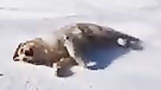 You_Will_Laugh_In_10_Seconds_????_-_Top_Funny_Dog_Videos_of_This_Week_#1(240p)