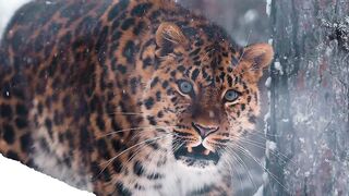 Snow Leopard ❄️???? Snow Beauty ????