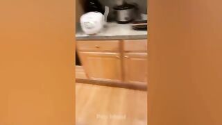 Dog_Reaction_to_Cutting_Cake_????_-_Funny_Dog_Cake_Videos_|_Pets