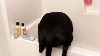 Esses cachorro é mais higiênico que muito gente viu!