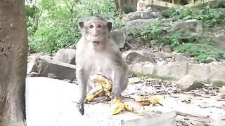 Monkeys Being Familiar With Living Beside Human Society