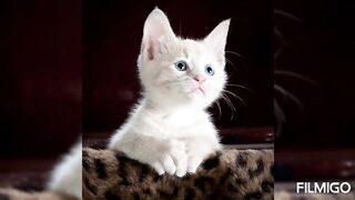 Funny love cat