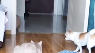 Cats funny vedio | cute cats | cute pets animals | cats training