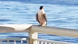A peregrine falcon stopped by the Aquarium just now!