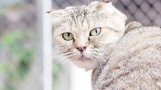 Cute and Lovely Kittens Cats