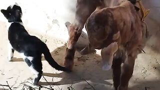 Friendship