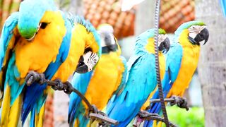 Parrot Short Video ❣️