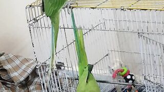 Coco parrot eating his favorite peanut