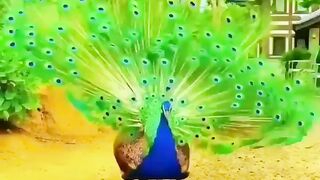 Birds video