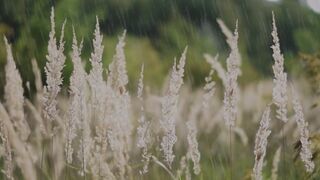 Raining