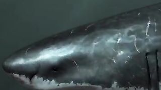 What If Megalodon Sharks Never Went Extinct