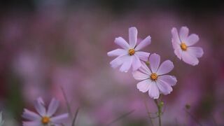 Cosmos flowers