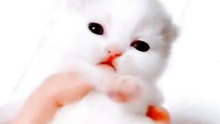 Cute cat ???? baby sounds is Touching