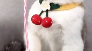 Cat Birthday video