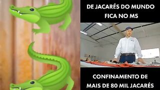 Frigorífico de Jacarés em Corumbá MS  #Pantanal #MeioAmbiente #Rio #Brasil
