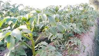 Potato Feild in village side