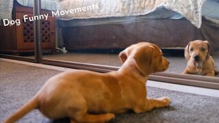 Dog Funny Movements