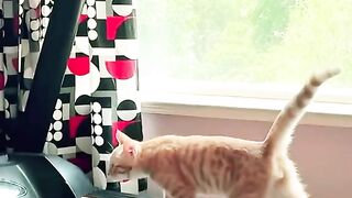 Beautiful cat