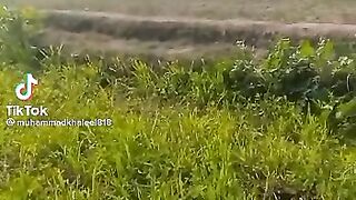 ساگ کا موسم