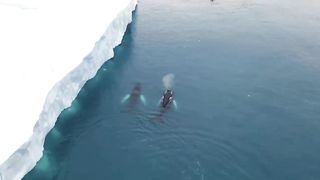 The Surprising Benefits of Whale Poo ｜ Our Planet Earth ｜ BBC Earth