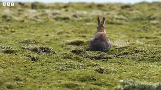 Gull Turns From Scavenger To Predator ｜ Bad Natured ｜ BBC Earth