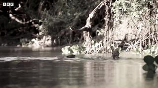 Rare Otter Encounter Takes Shocking Turn ｜ Bad Natured ｜ BBC Earth