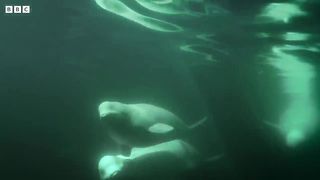 Protecting a Polar Home ｜ Our Frozen Planet ｜ BBC Earth