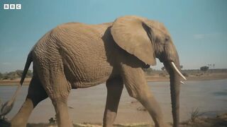 Protecting Kenya's Elephants ｜ Our Frozen Planet ｜ BBC Earth