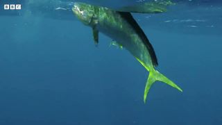 Flying Fish Picked Off From Above And Below ｜ 4K UHD ｜ The Hunt ｜ BBC Earth