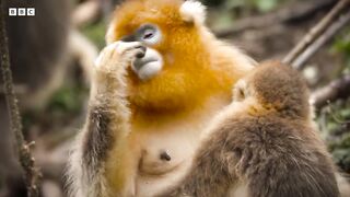 Snub Nosed Monkey Fights to Protect Family ｜ 4K UHD ｜ China： Nature's Ancient Kingdom ｜ BBC Earth