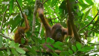 Baby Orangutan Needs a Hand ｜ 4K UHD ｜ Seven Worlds One Planet ｜ BBC Earth