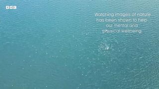 Ocean Melody： Relaxing With Nature ｜ The Wild Place ｜ BBC Earth