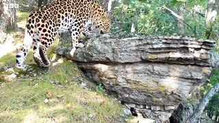 Filming the World’s Rarest Cats I Behind the Scenes of Frozen Planet II I BBC Earth
